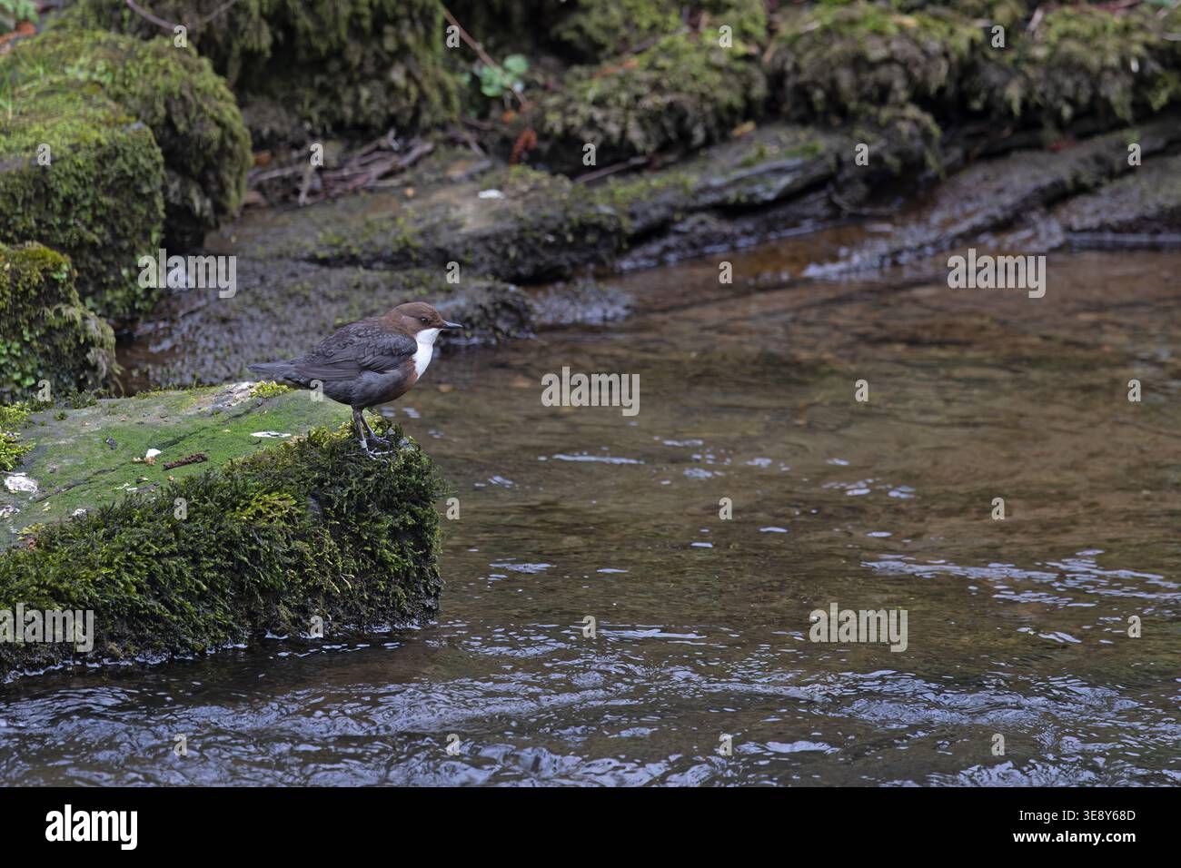 Dipper (Cinclus cinclus) Derbyshire aprile 2026 Foto Stock
