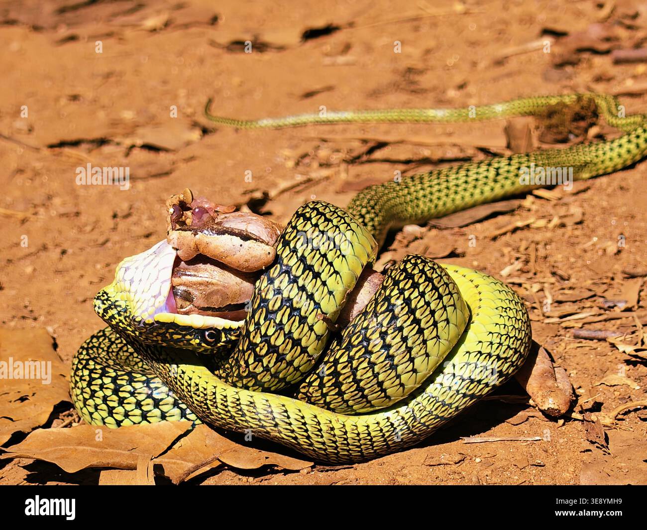Feroce serpente verde selvaggio che mangia prede catturate avvolte ermeticamente su terreni di terra rossa, mostrando un intenso istinto di sopravvivenza naturale durante il drammatico predatore Foto Stock