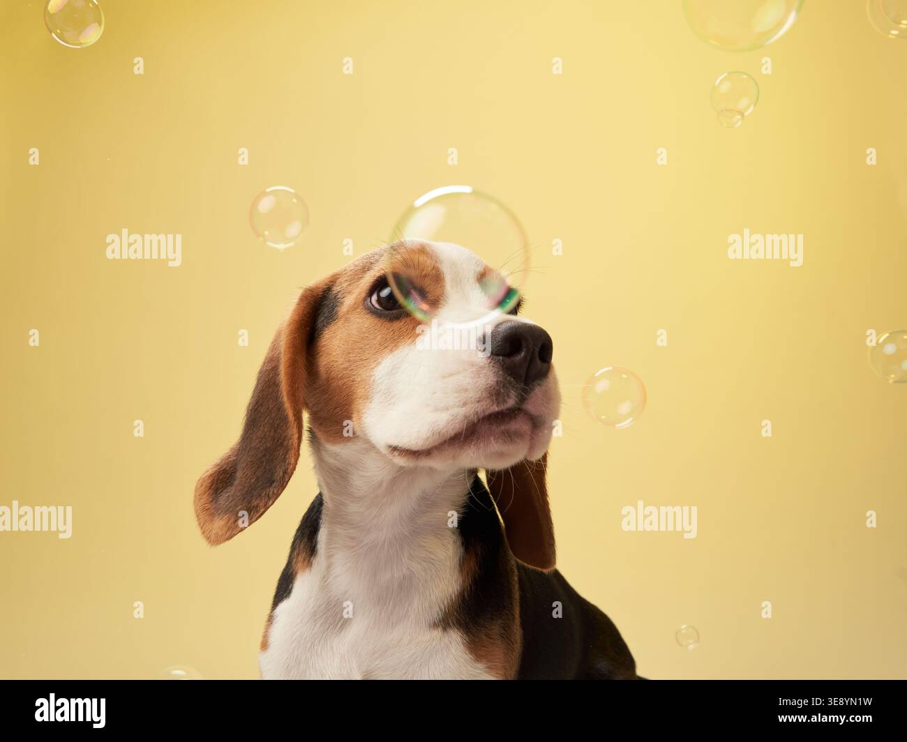 Un Beagle è circondato da bolle, che guardano verso l'alto con meraviglia su uno sfondo giallo. Foto Stock