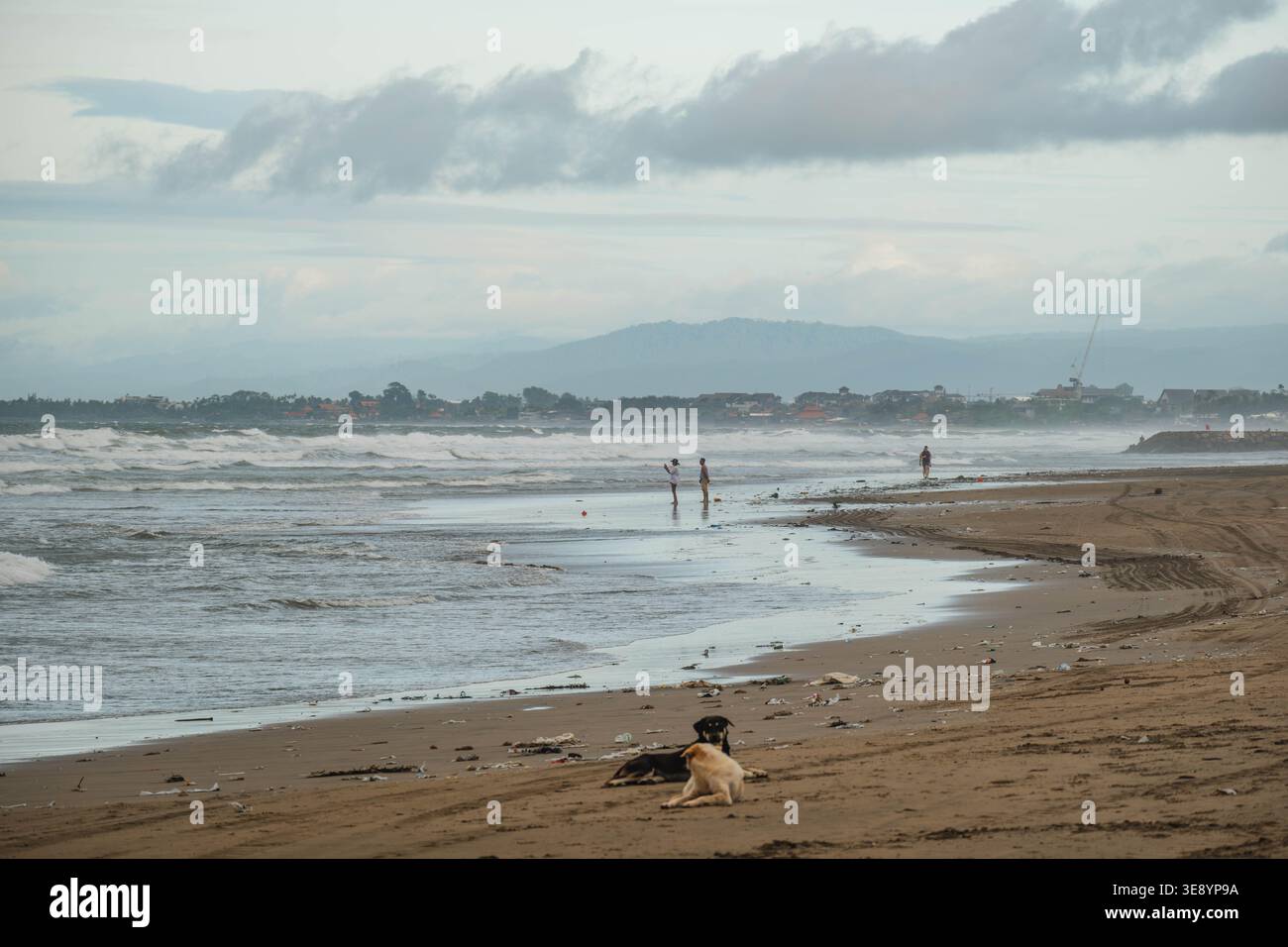 Cani che riposano su una costa disseminata di figure lontane Foto Stock