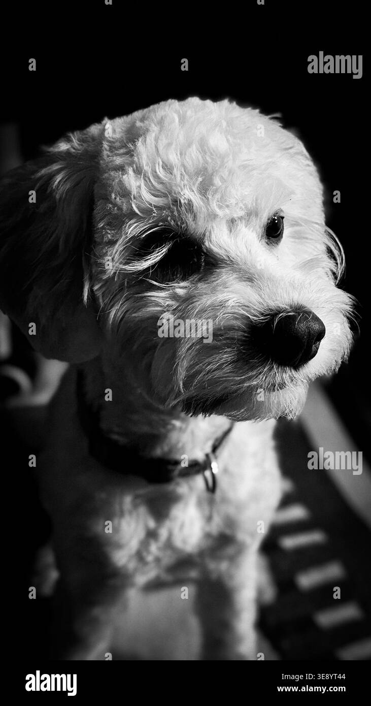 Fotografia in bianco e nero di un cane da barboncino che guarda con attenzione la fotocamera, evidenziando la pelliccia riccia e gli occhi espressivi. L'immagine cattura il cane' Foto Stock