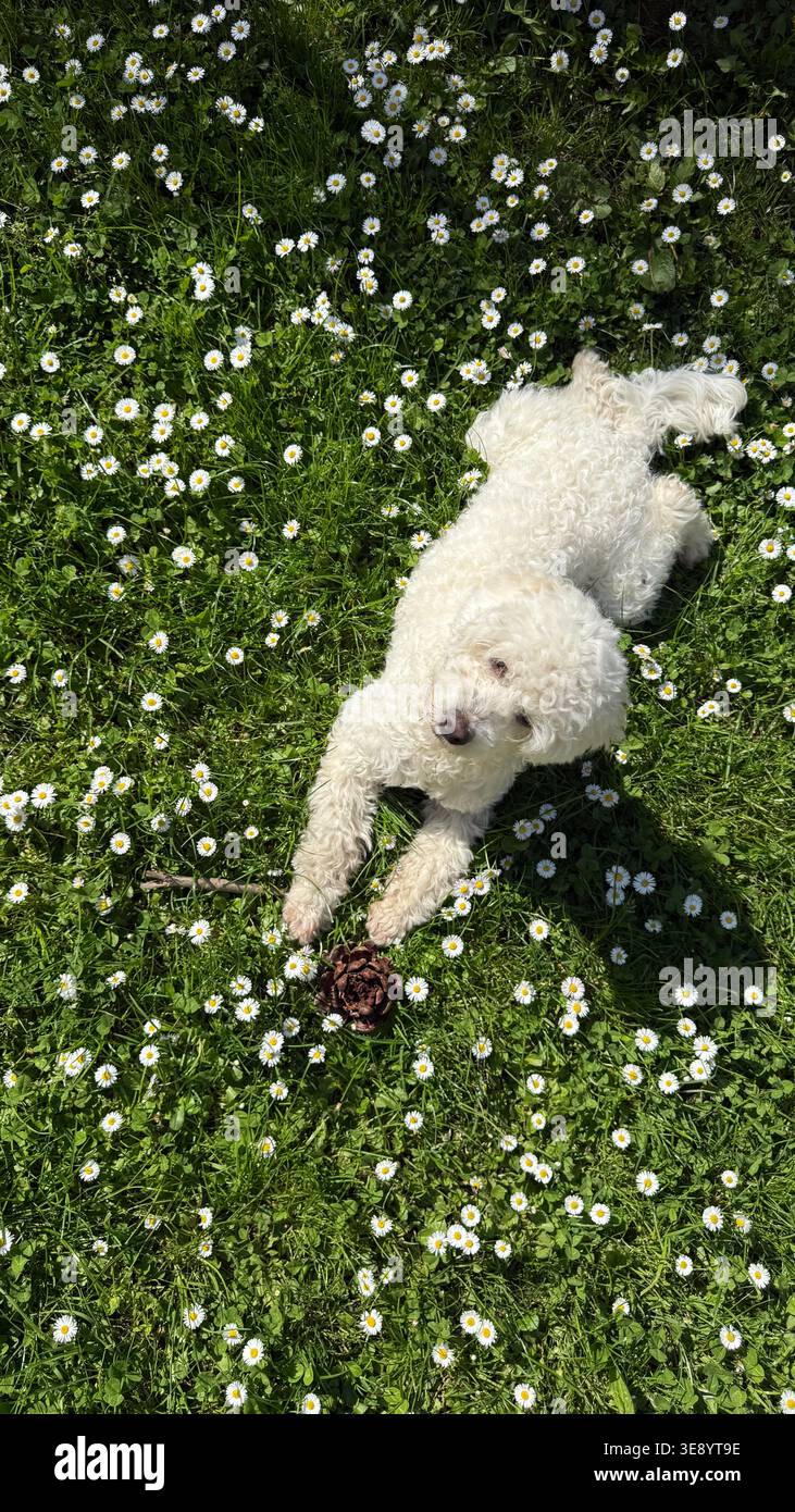 Cane bianco soffice disteso sull'erba circondato da margherite in fiore. Il cane mostra una calma e un'espressione di contenuto mentre si gode la giornata di sole e la natura Foto Stock
