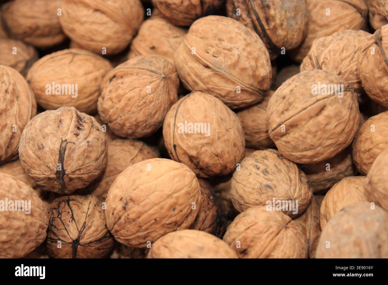 Le noci vengono raccolte e sistemate in un cestello sotto la luce del sole. La scena mostra molte noci marroni con conchiglie dure, indicando il tempo di raccolta in un agro Foto Stock