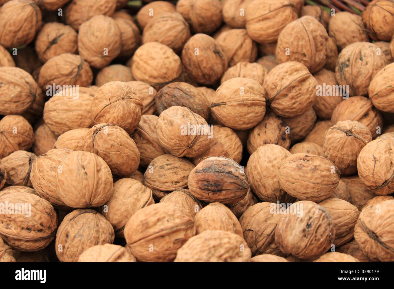Le noci vengono raccolte in un grande cumulo sul terreno dopo la raccolta. I dadi sono marroni e duri con gusci ruvidi. L'impostazione mostra una zona rurale Foto Stock