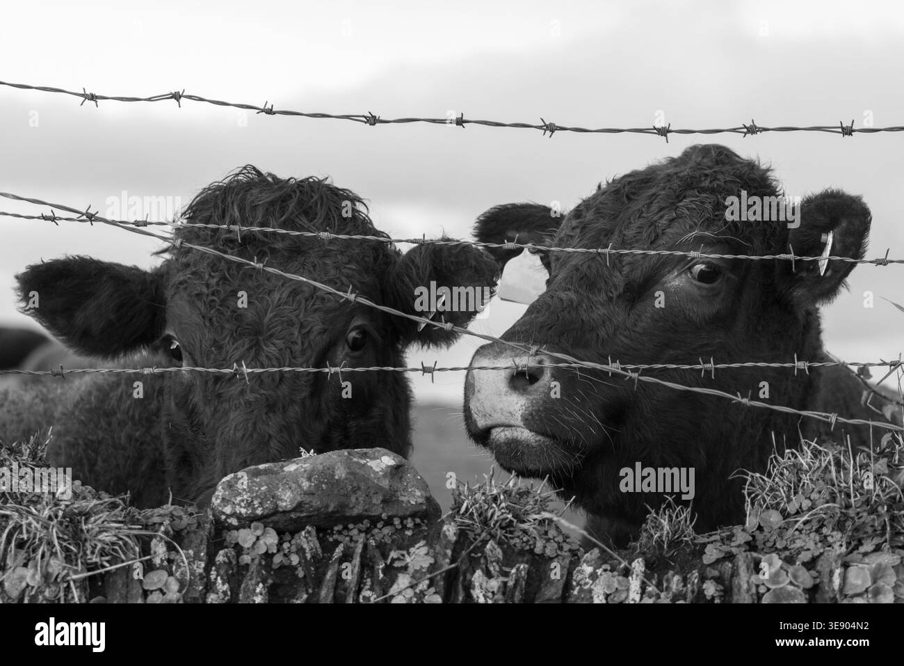 Due bullock rosso rubino che sbirciano su una siepe cornica da dietro il filo spinato, dando l'impressione di un movimento limitato Foto Stock