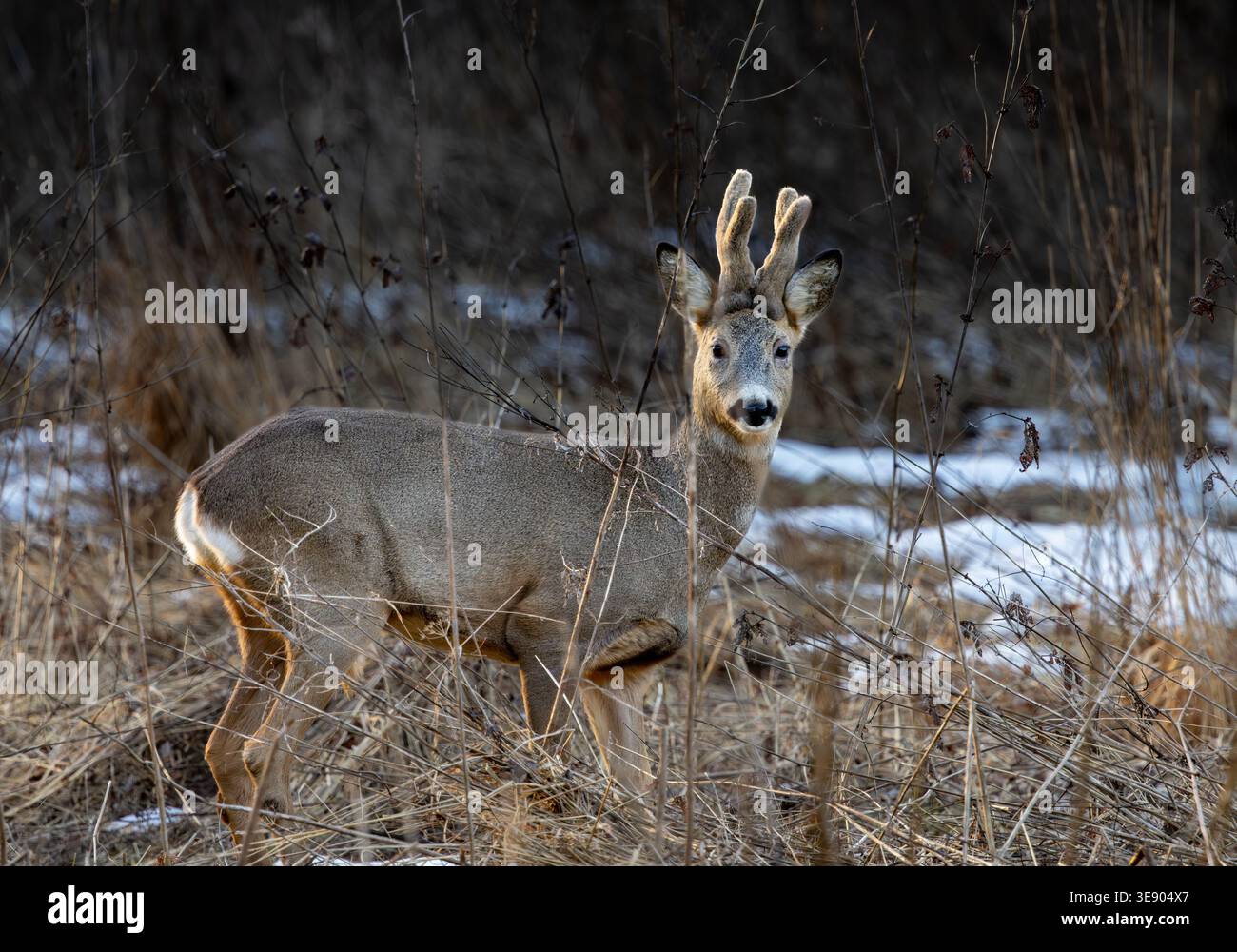 Capriolo Foto Stock
