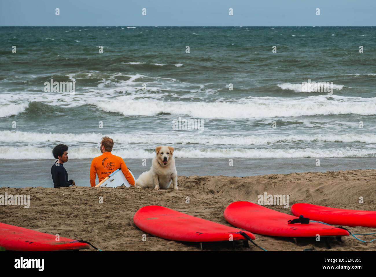 I surfisti si dirigono verso l'oceano con tavole e un cane che riposa nelle vicinanze Foto Stock
