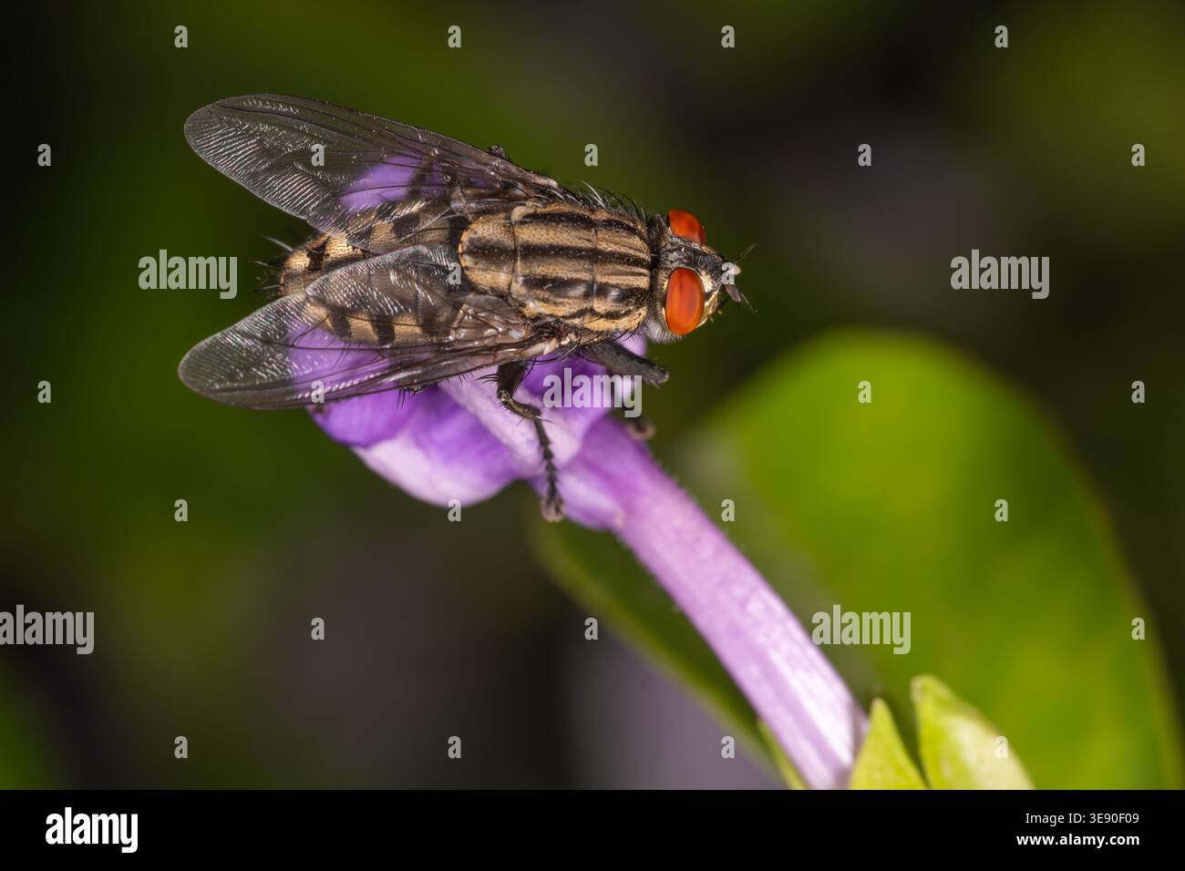 Mosca polpa (Sarcophaga sp.) Riposa sul fiore della Brunfelsia, il giardino, il Cairo, l'Egitto. Occhi rossi composti e torace a strisce visibili. Foto Stock