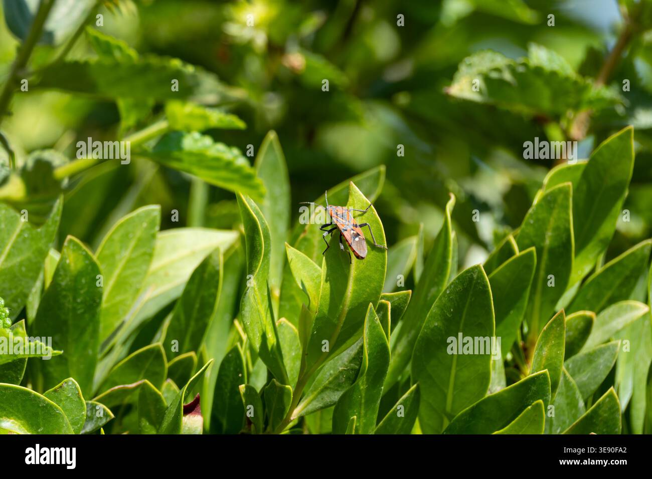 Insetto indiano delle alghe latteche (Spilostethus pandurus) su fogliame arbusto, Zafarana, costa del Mar Rosso, Egitto Foto Stock