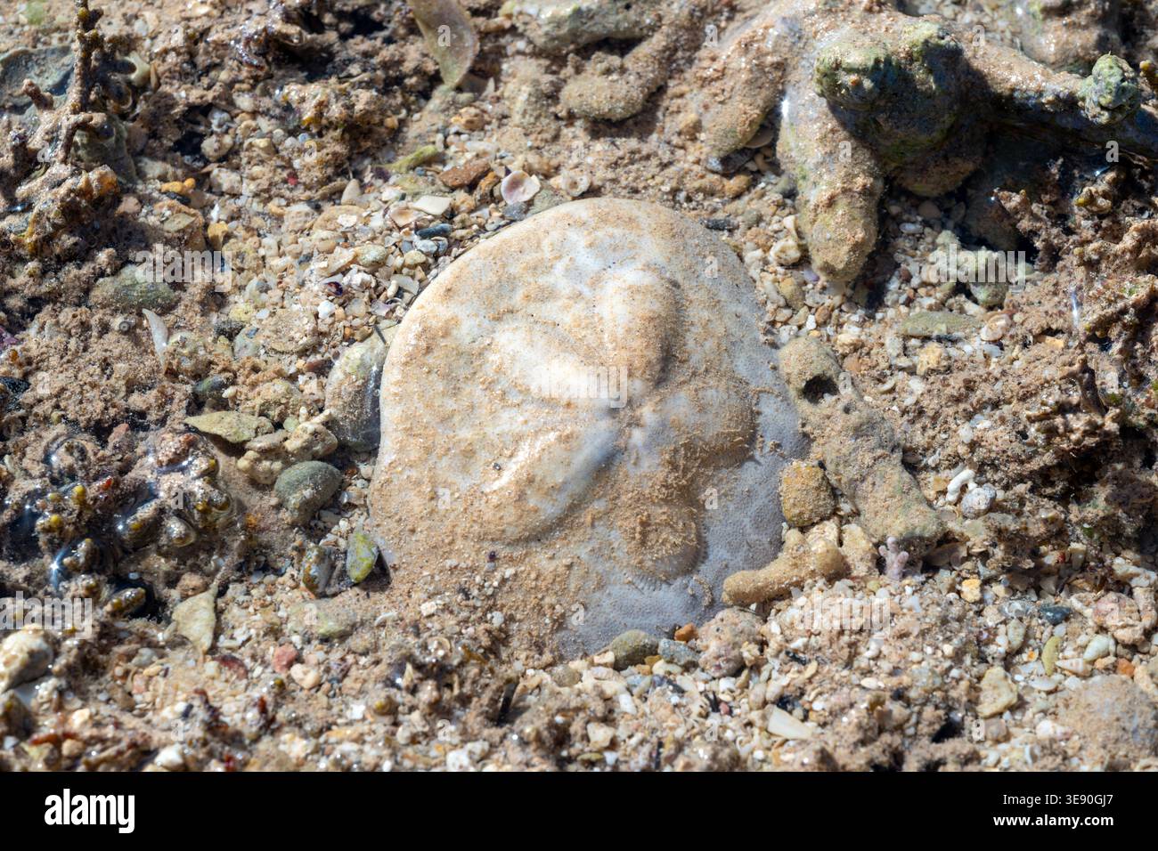 Clypeaster humilis biscotto marino parzialmente sepolto su un piatto intertidale sabbioso, Zafarana, Mar Rosso, Egitto Foto Stock