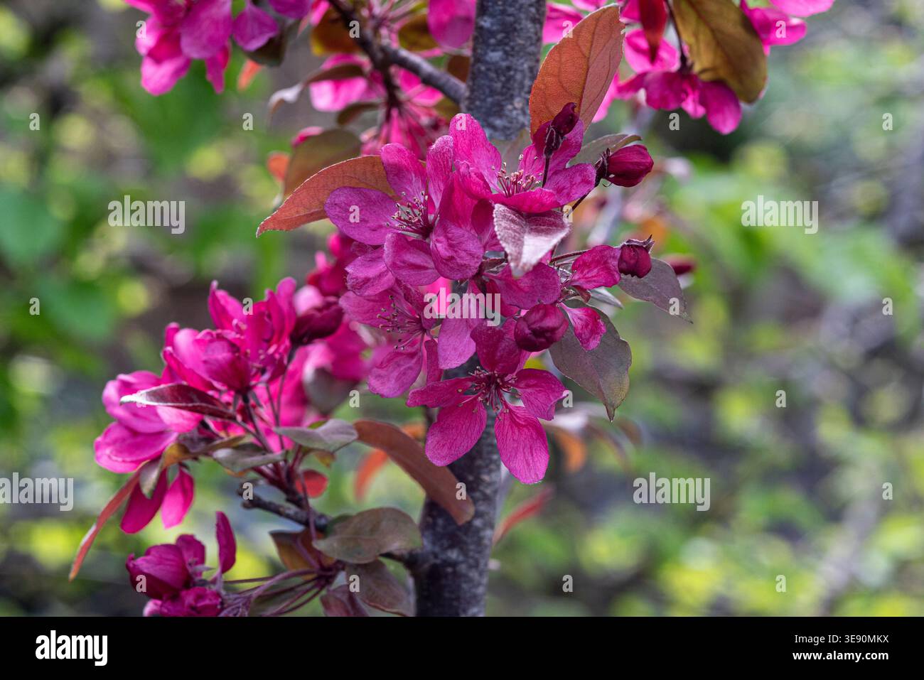 Malus x moerlandsii 'profusion', granchio mela 'profusion', Rosaceae, fiori di granchio, rosso, fiori Foto Stock