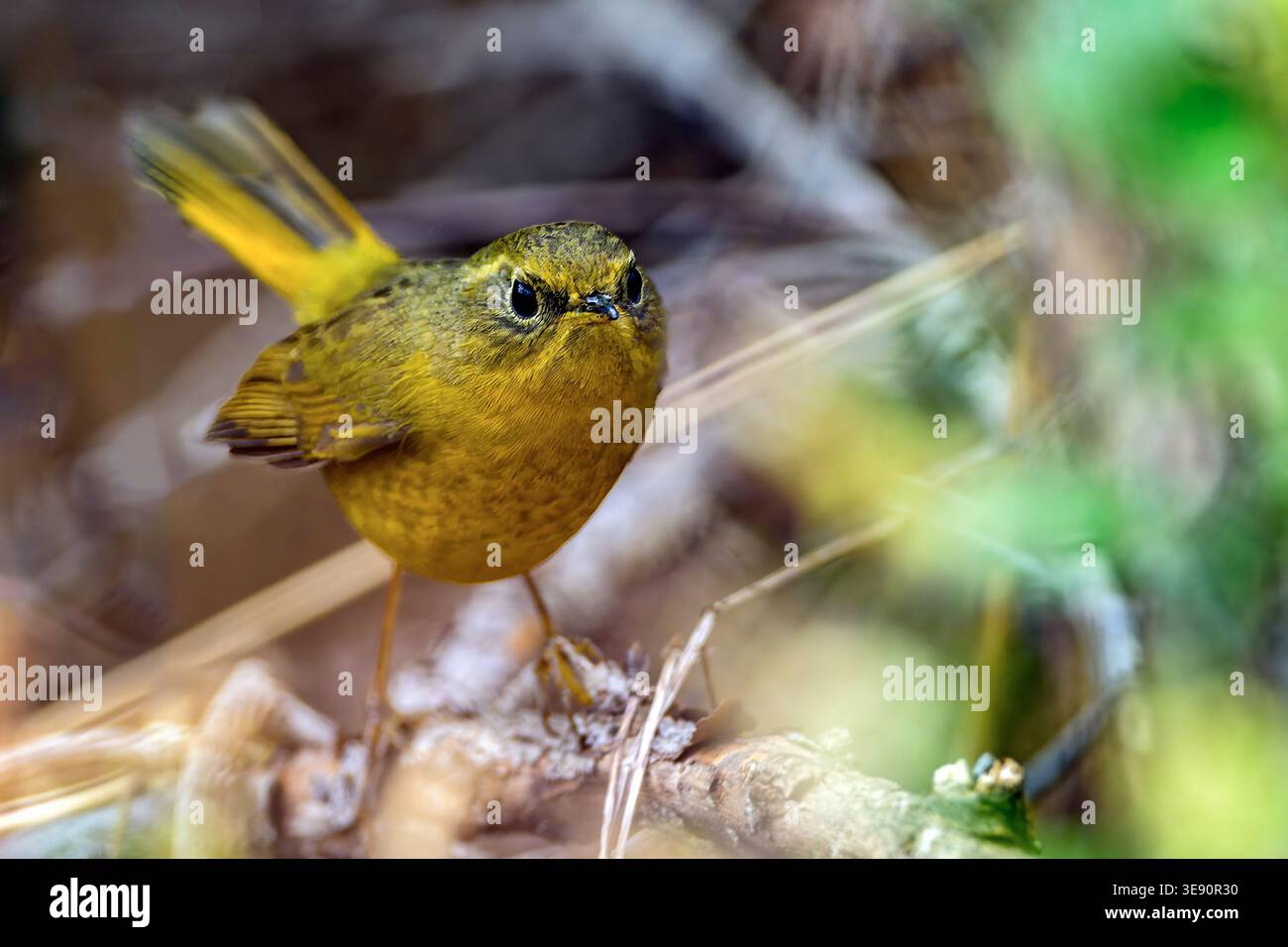Golden Bush robin (Tarsiger chrysaeus) da Chopta, Uttarakhand, India. Foto Stock