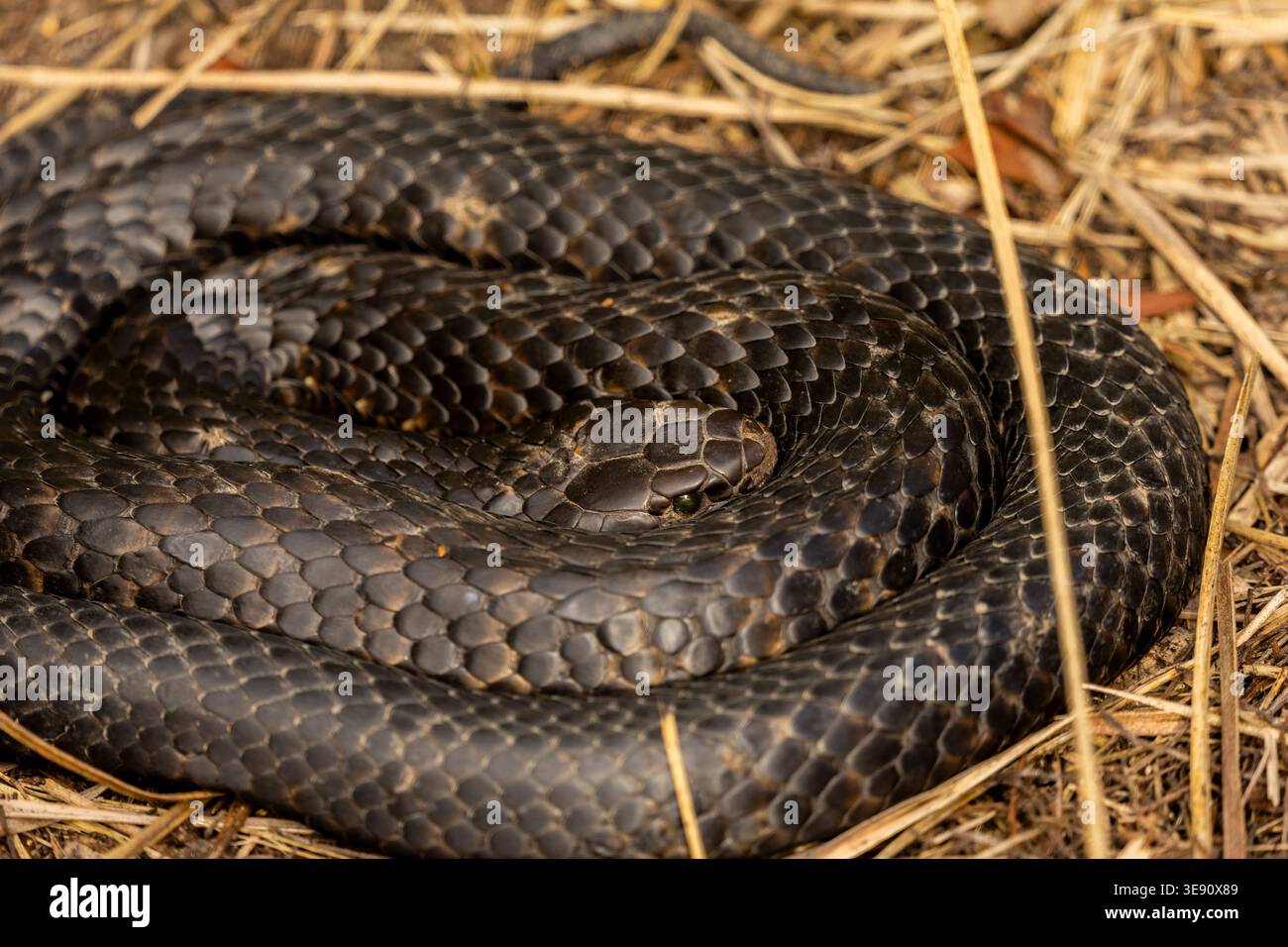 Primo piano di un serpente tigre selvaggio si è fatto strada in Tasmania, Australia Foto Stock