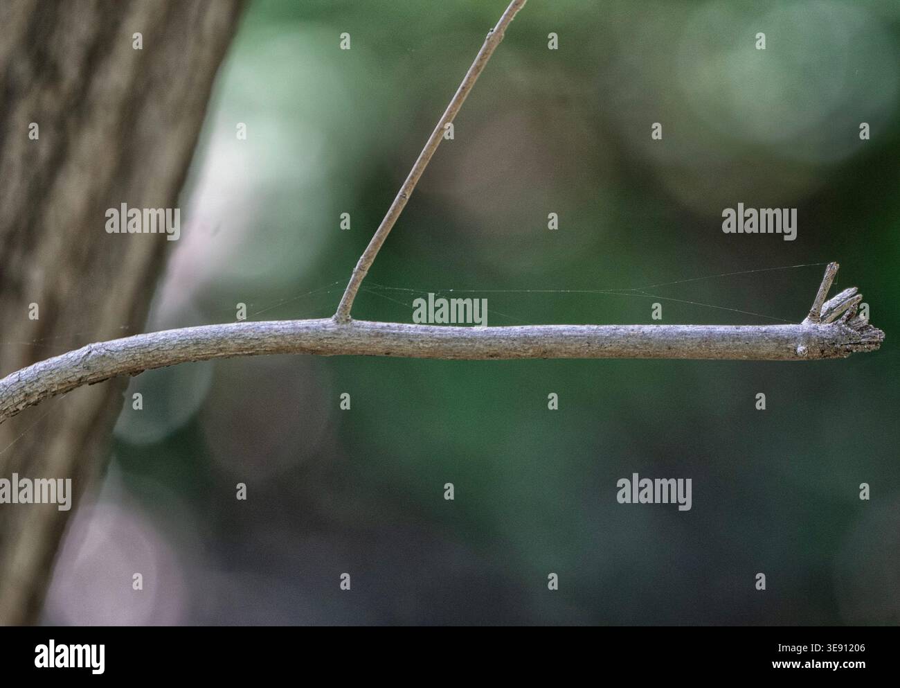 Una giovane pianta spara su uno sfondo verde sfocato Foto Stock