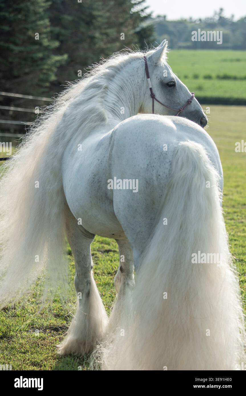 Stallone maschio adulto di 12 anni con lunghi capelli bianchi in erba Foto Stock