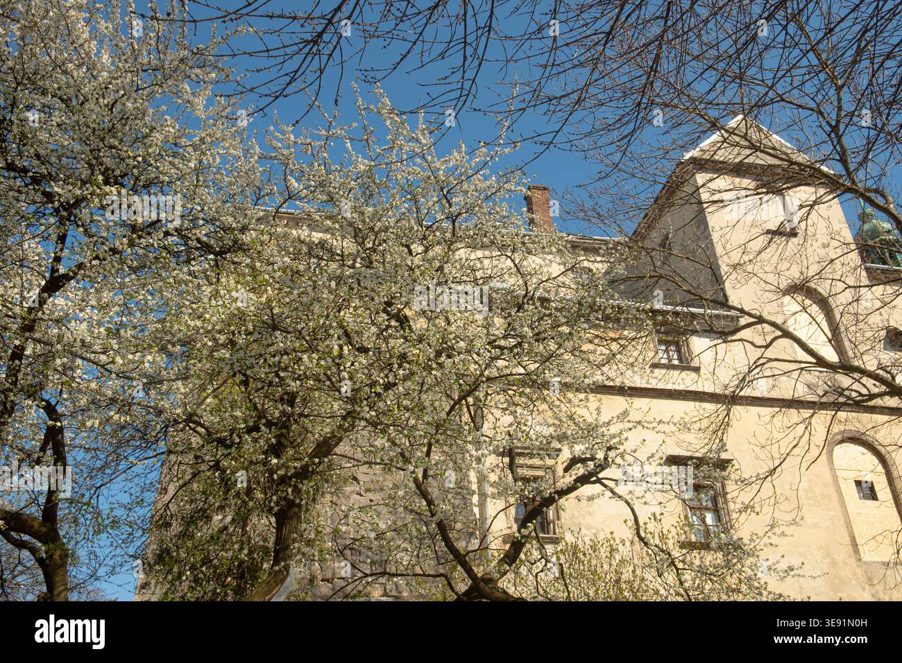 Leopoli, Ucraina, 12 aprile 2026. Chiesa e Monastero Bernardino, incorniciato da rami primaverili sotto il cielo blu, architettura storica, luce naturale Foto Stock