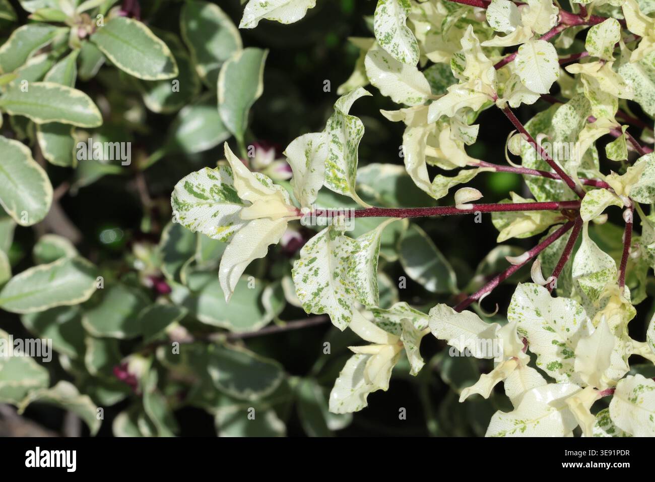Pittosporum tenuifolium "Irene Paterson". Primo piano con una variegata crema bianca e fogliame verde di Tawhiwhi in contrasto con i gambi rossi profondi. Foto Stock