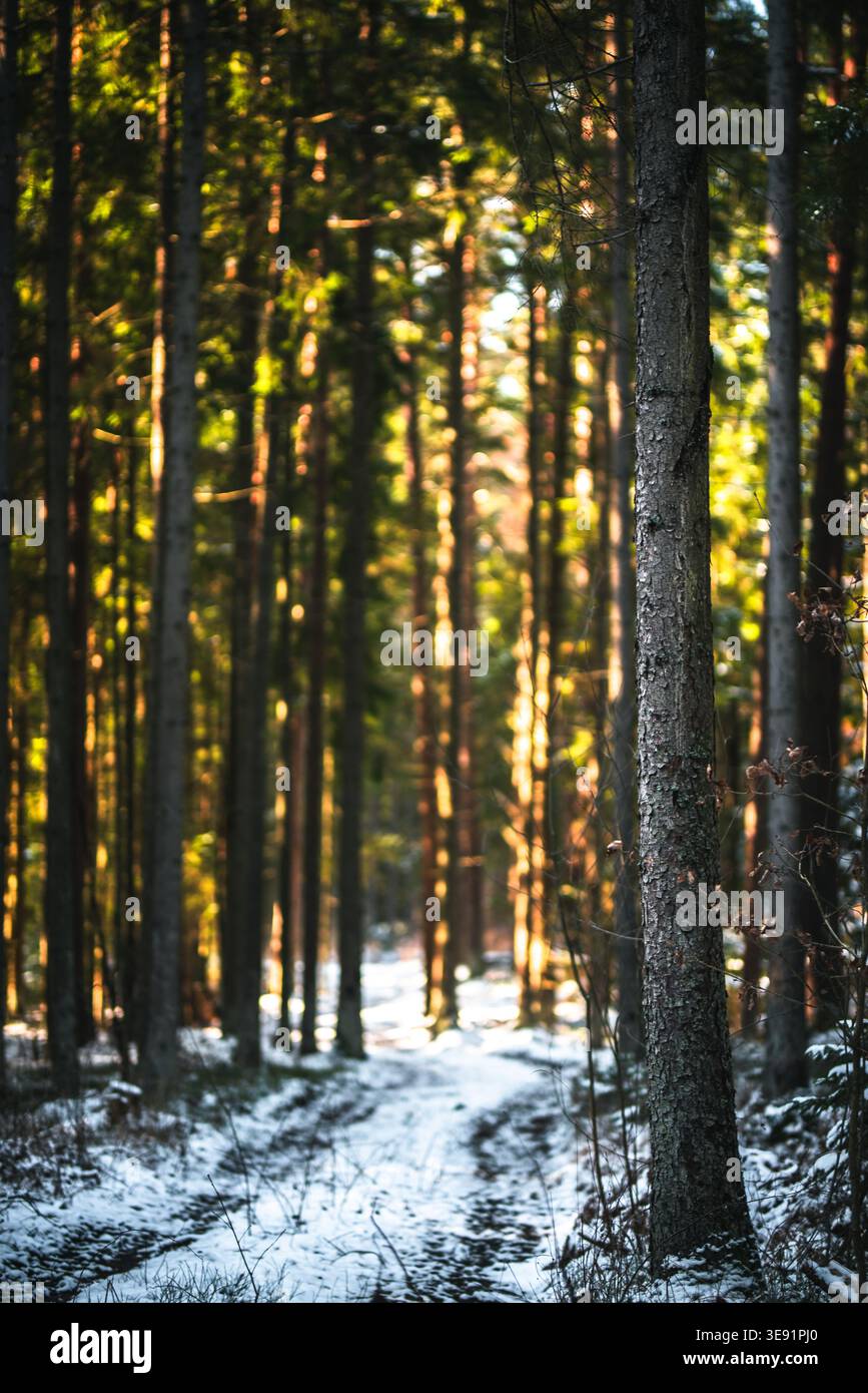 Un sentiero della foresta illuminato dal sole si snoda tra alberi, spolverati di neve in questo incantevole paesaggio invernale. Foto Stock