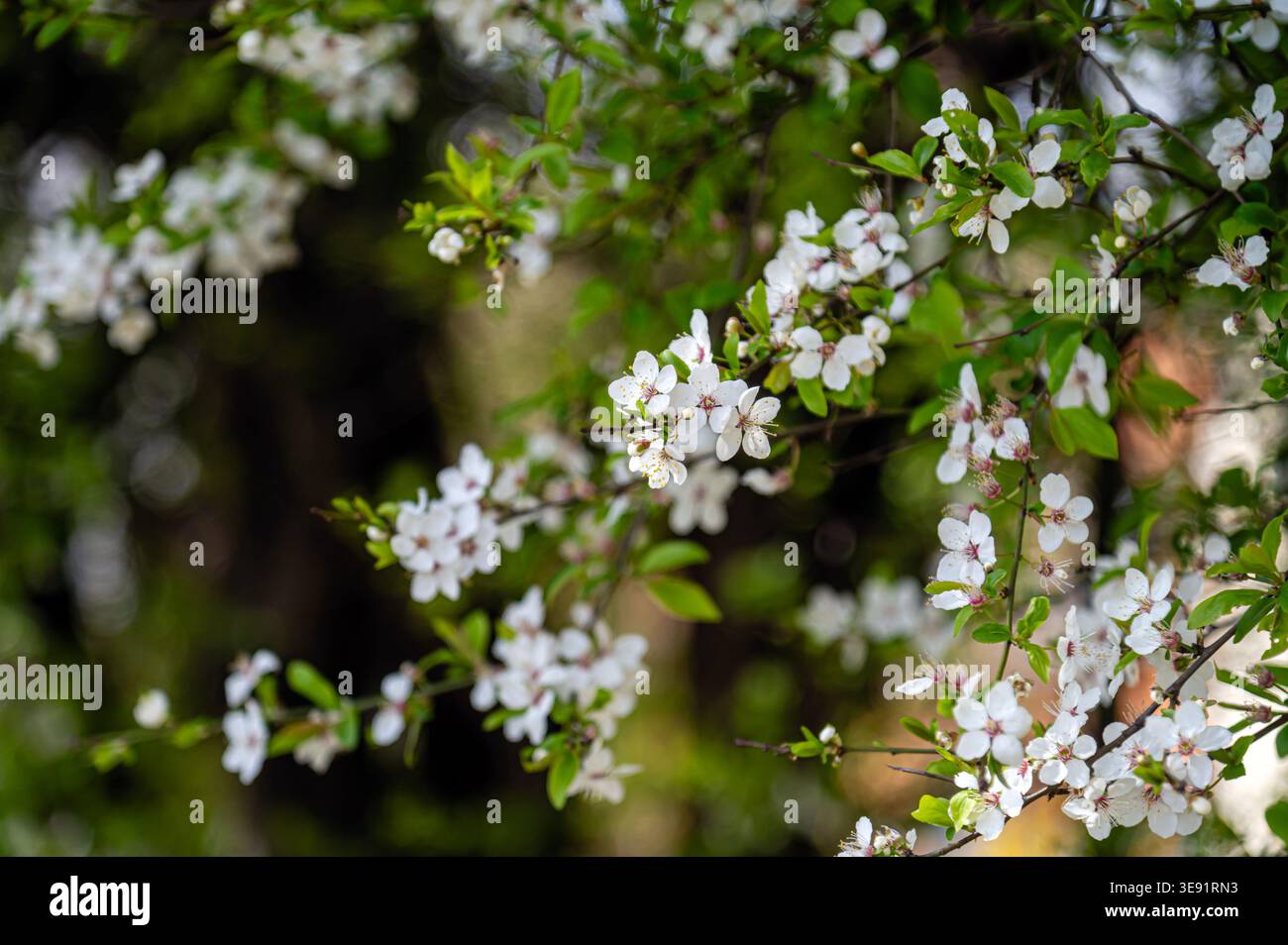 I fiori di ciliegio si aprono ampiamente sui rami in un giardino verde durante le giornate primaverili. Foto Stock