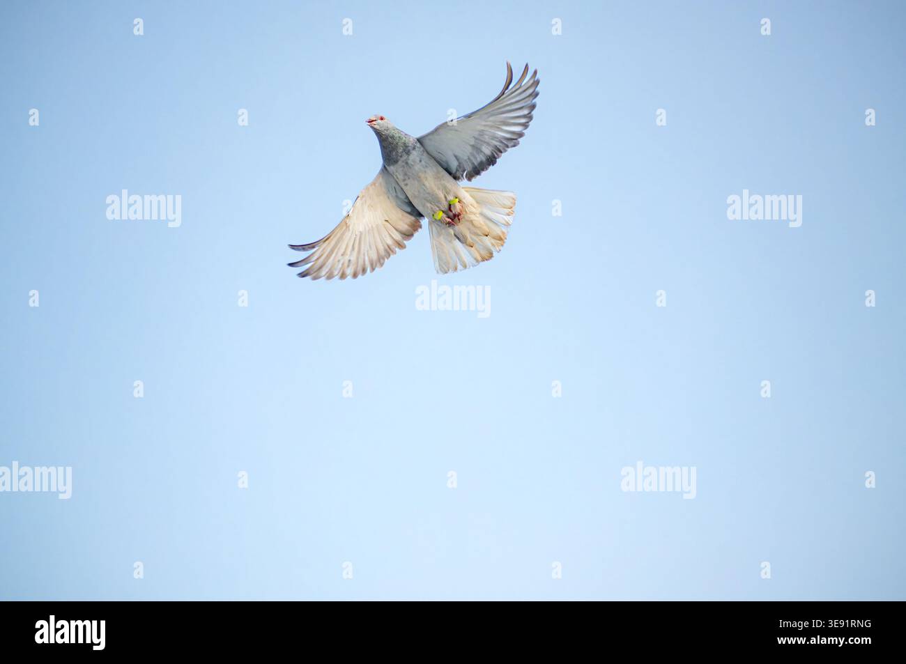Un piccione a metà volo con ali completamente sparse contro un cielo azzurro Foto Stock