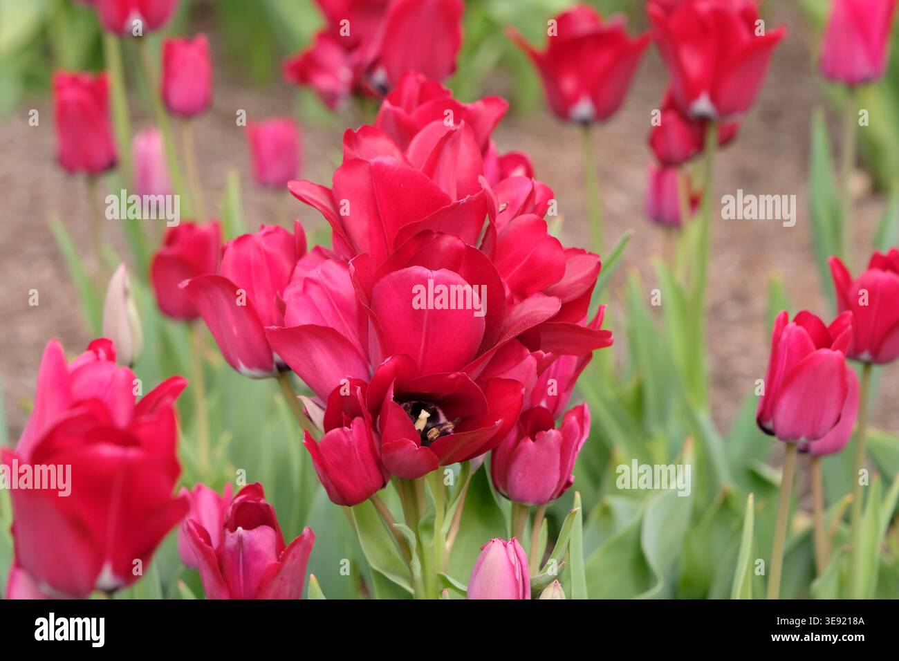 tulipa rossa multicolore, tulipani «Fiery Club» in fiore. Foto Stock