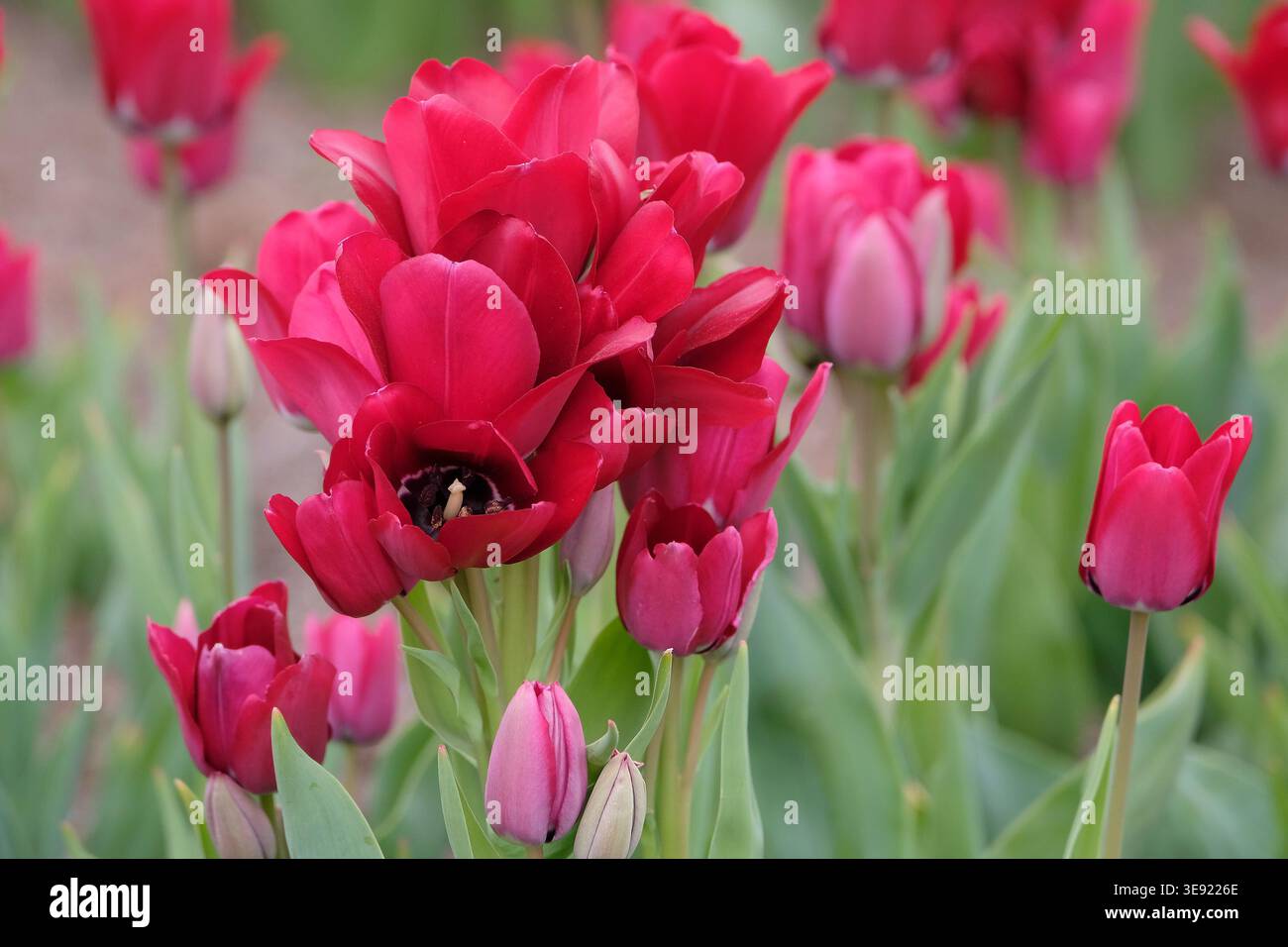 tulipa rossa multicolore, tulipani «Fiery Club» in fiore. Foto Stock