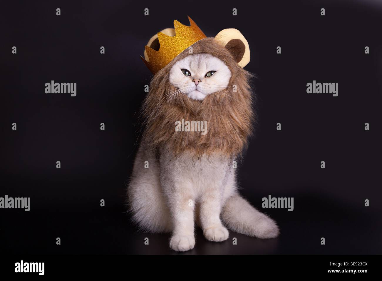 Un gatto giocoso in costume da leone: Adorabile felino con corona e criniera su sfondo scuro Foto Stock
