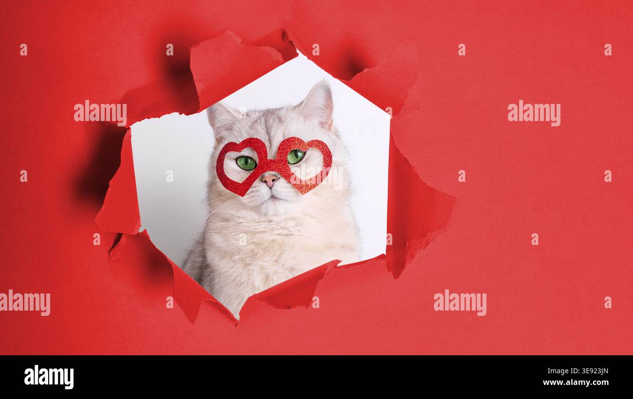 Adorabile gatto con occhiali a forma di cuore che emergono dallo sfondo rosso nel divertente tema di San Valentino Foto Stock