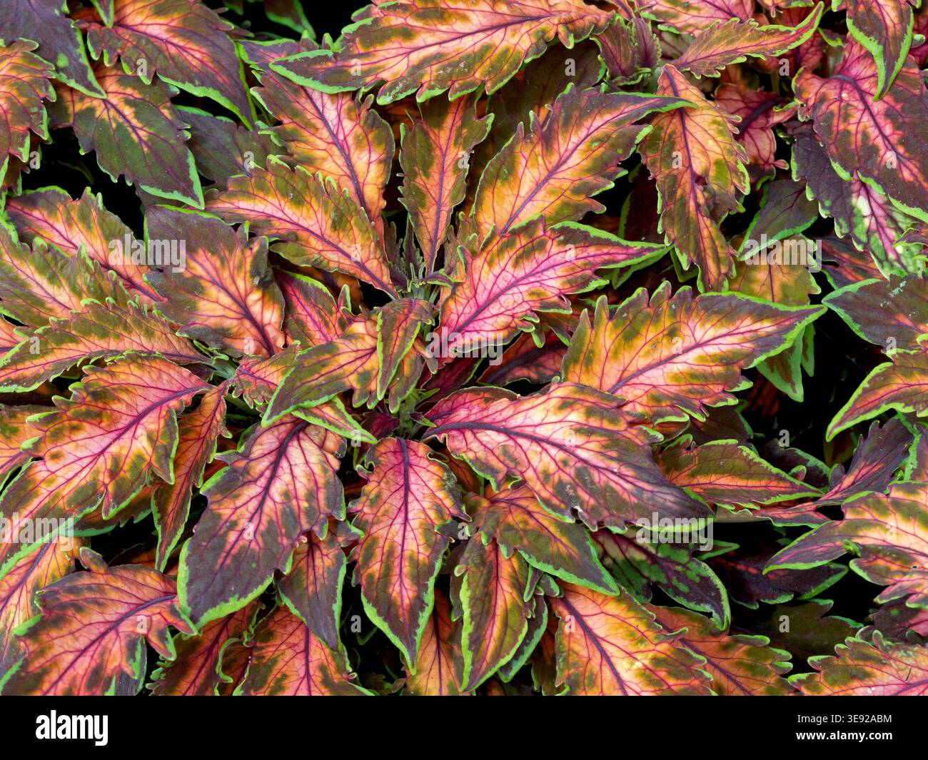 Foglie di Coleus comuni variegate in verde, rosa e oro Foto Stock