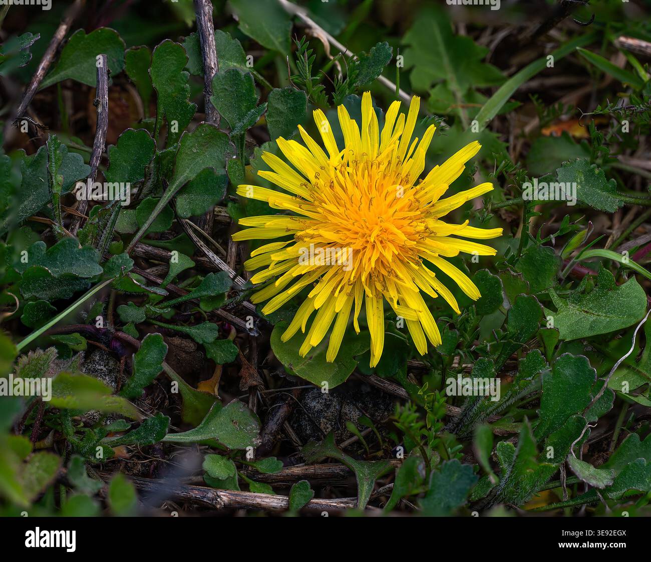 Taraxacum officinale, fiore di dente di leone, creato utilizzando immagini impilate, North Norfolk, Regno Unito Foto Stock