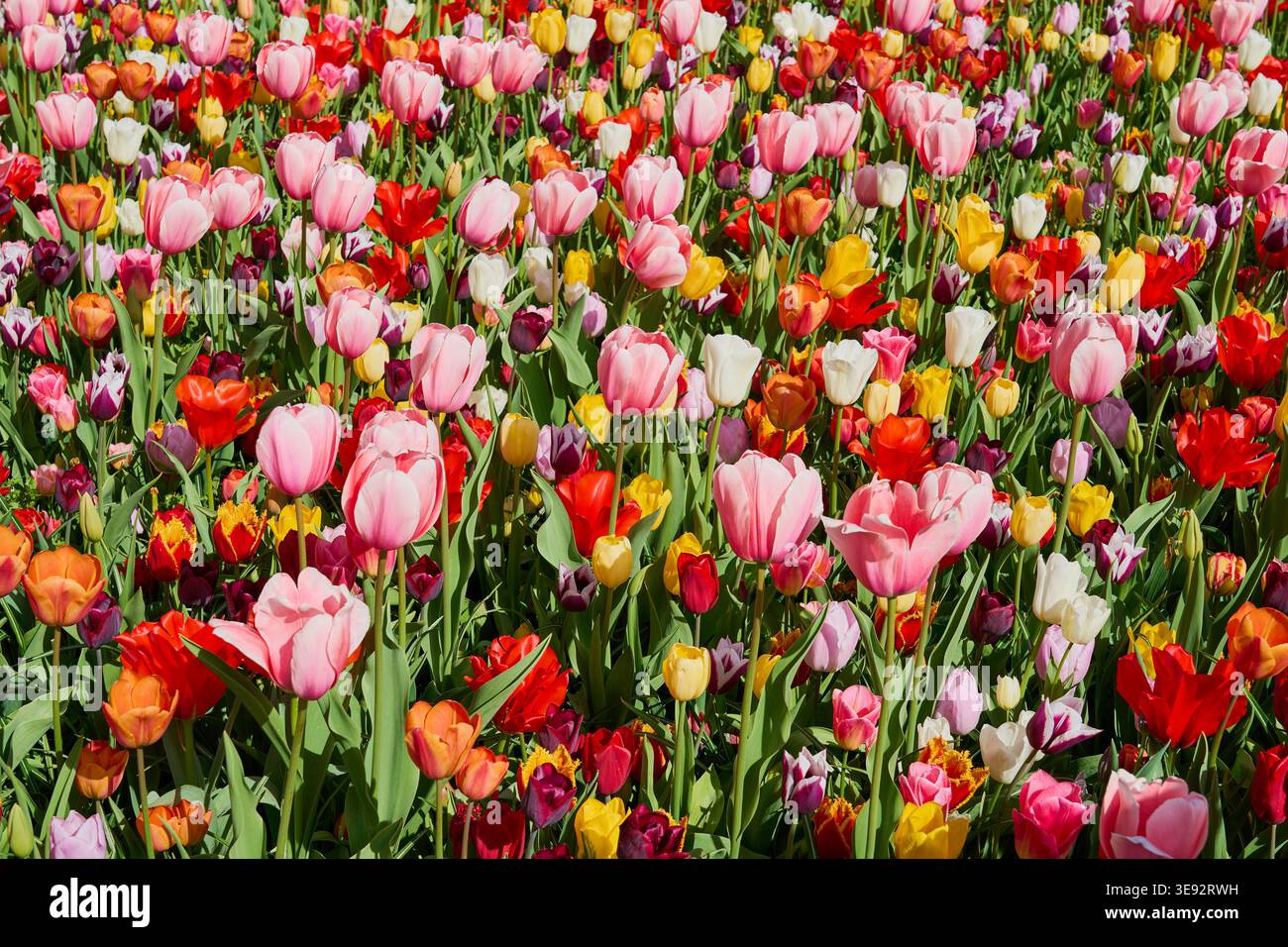 Tulipani multicolori al sole come sfondo. Foto Stock