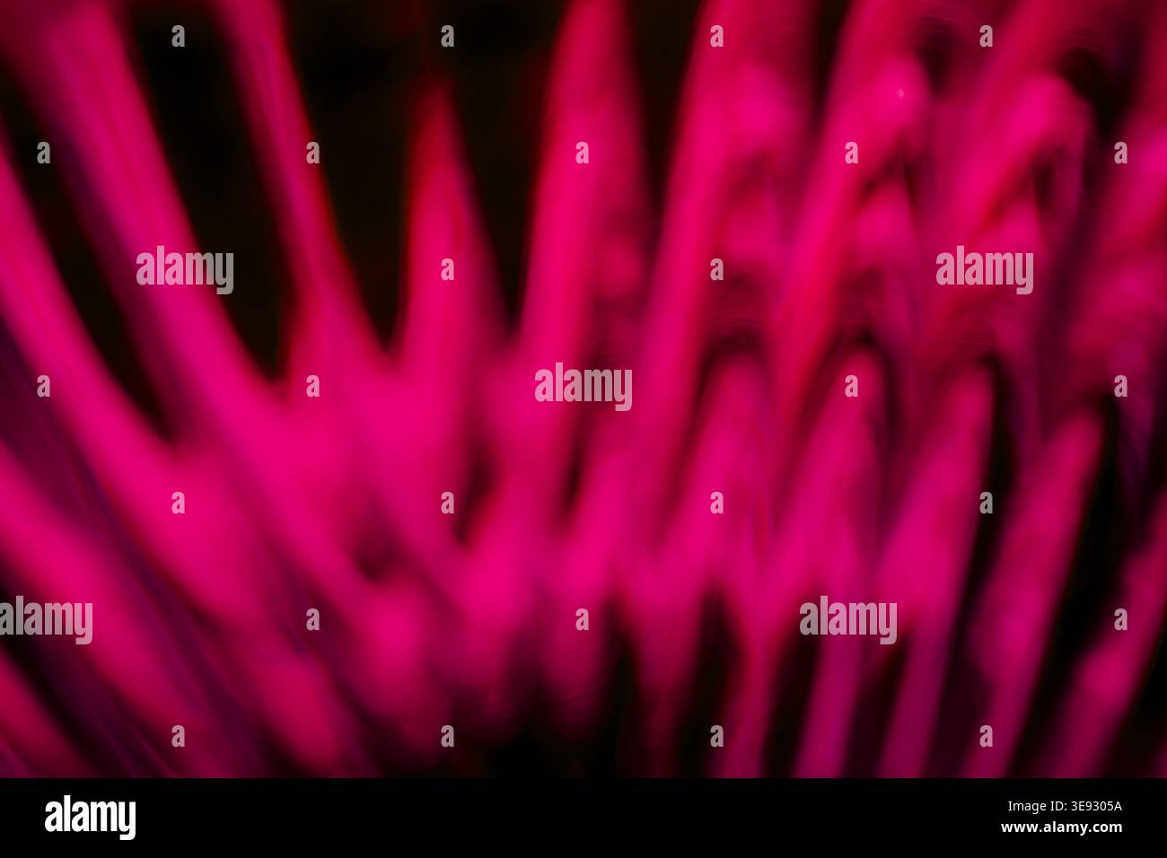 Curve di luce al neon magenta vibrante astratte che si irradiano con una sfocatura profonda Foto Stock