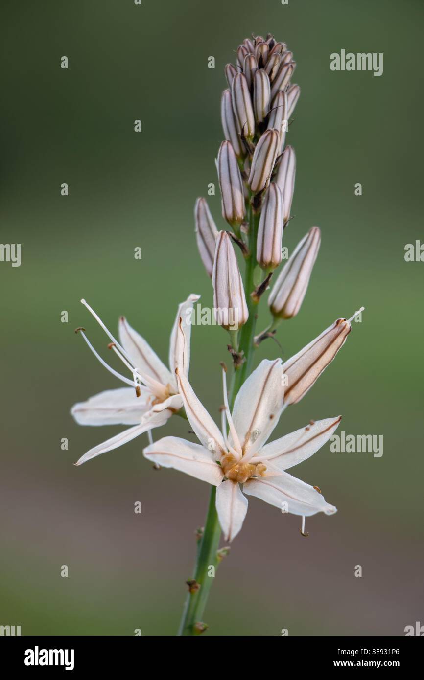 Asfodello ramificato (Asphodelus ramosus) in fiore con fiori a forma di stella bianca pallida e gemme a righe rosa, pianta mediterranea selvatica in habitat naturale. Foto Stock