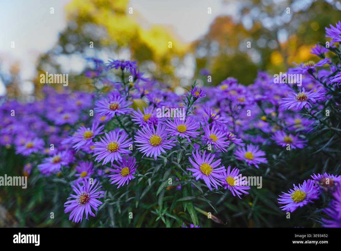 Nessuna didascalia necessaria per questo bellissimo mazzo di fiori aster Foto Stock