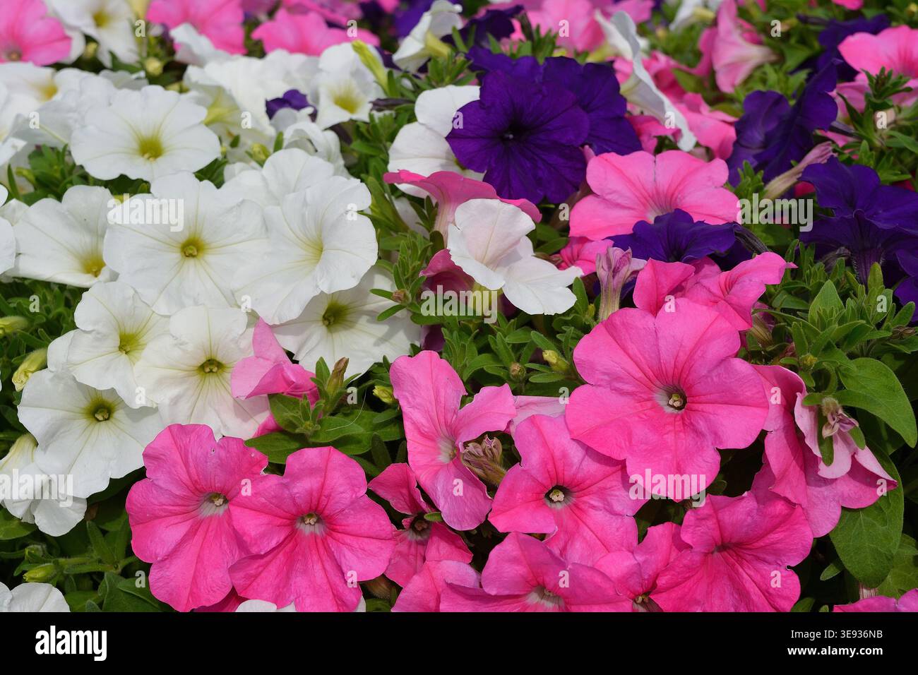 Abbondanza di petunie rosa, bianca e viola intenso in piena fioritura Foto Stock