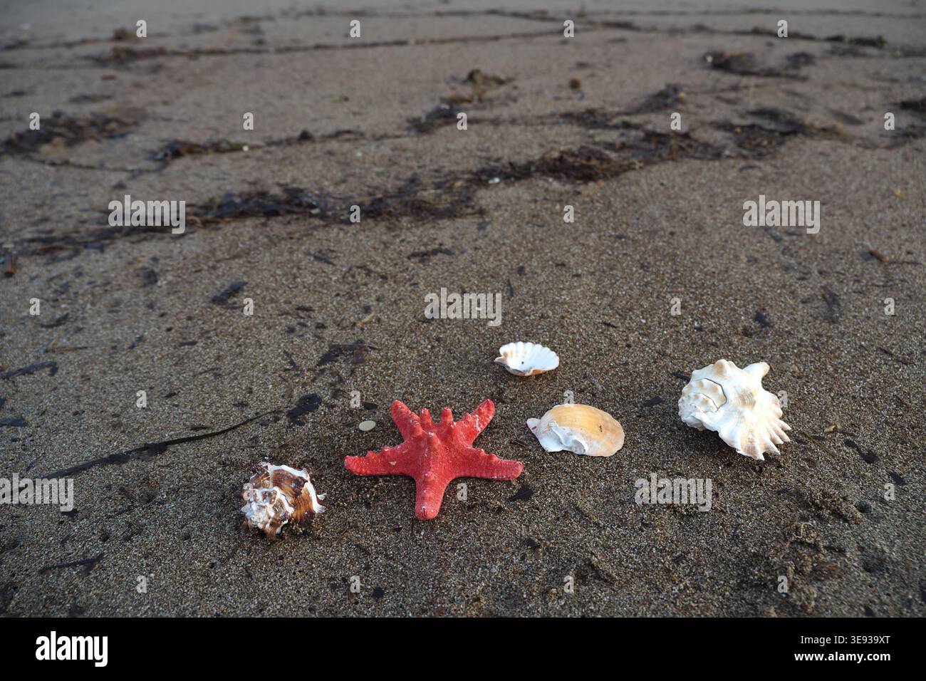 Colorate creature marine e conchiglie sulla spiaggia sabbiosa Foto Stock