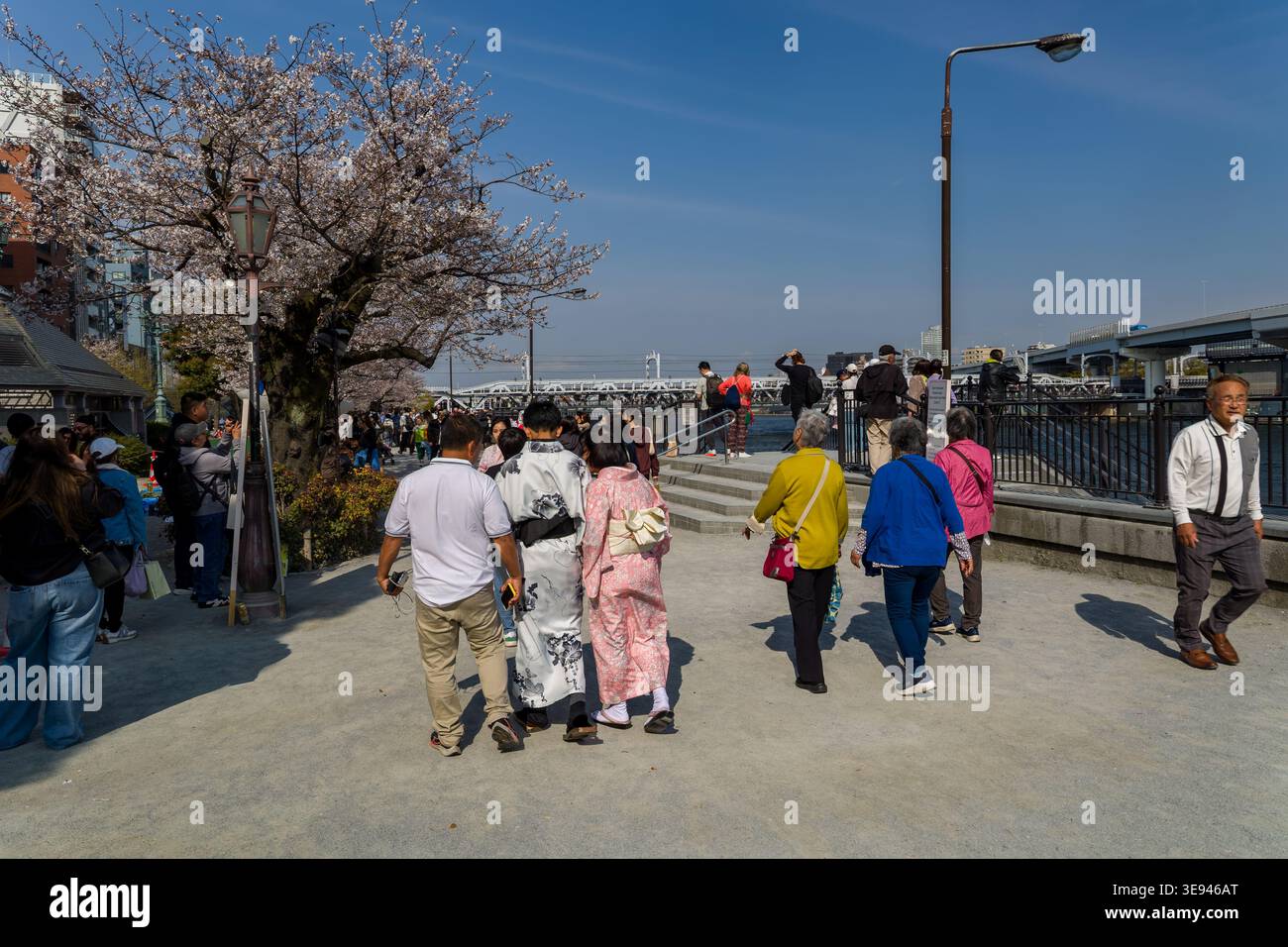 Folle di turisti che si godono il picco sakura fioriscono al Parco Sumida di Tokyo, Giappone Foto Stock
