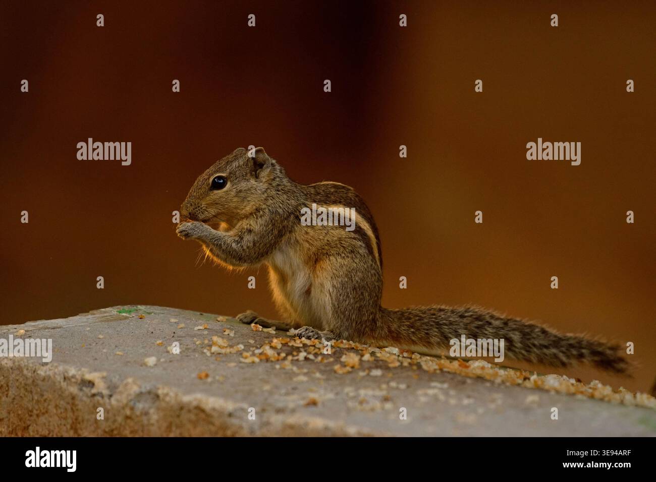 Lo scoiattolo aggraziato in preghiera posare davanti al cibo – simbolo di gratitudine, mentalità e rispetto della natura Foto Stock
