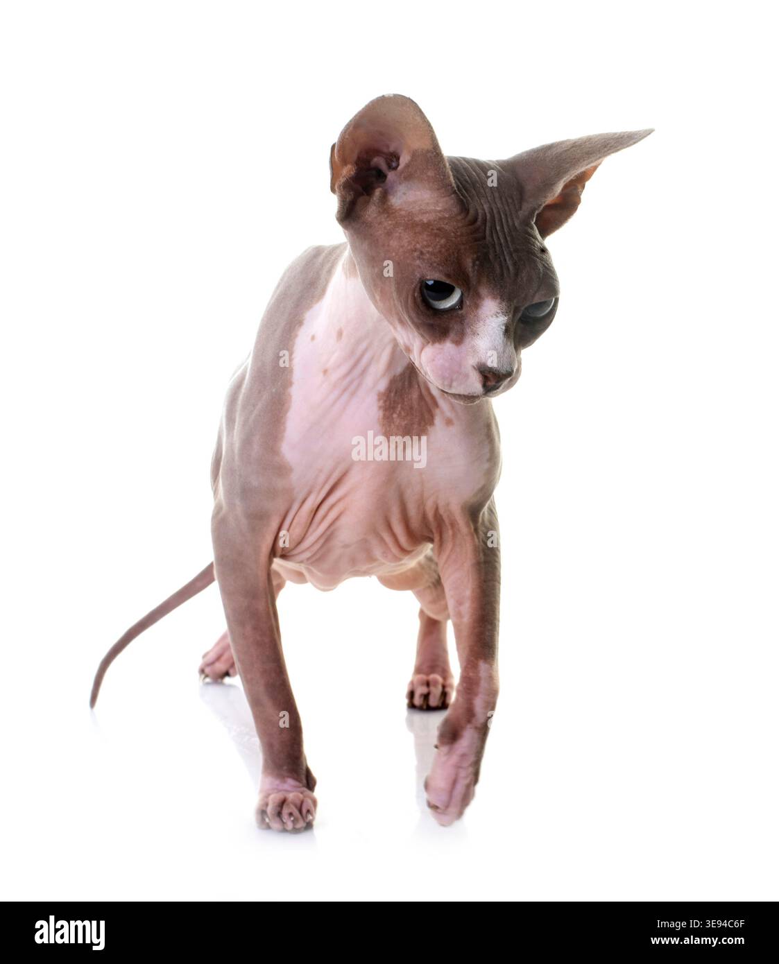 Sphynx cat davanti a uno sfondo bianco Foto Stock