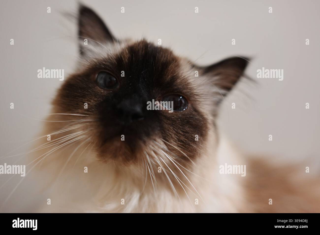 Un simpatico gatto himalayano che fissa adorabilmente la telecamera Foto Stock