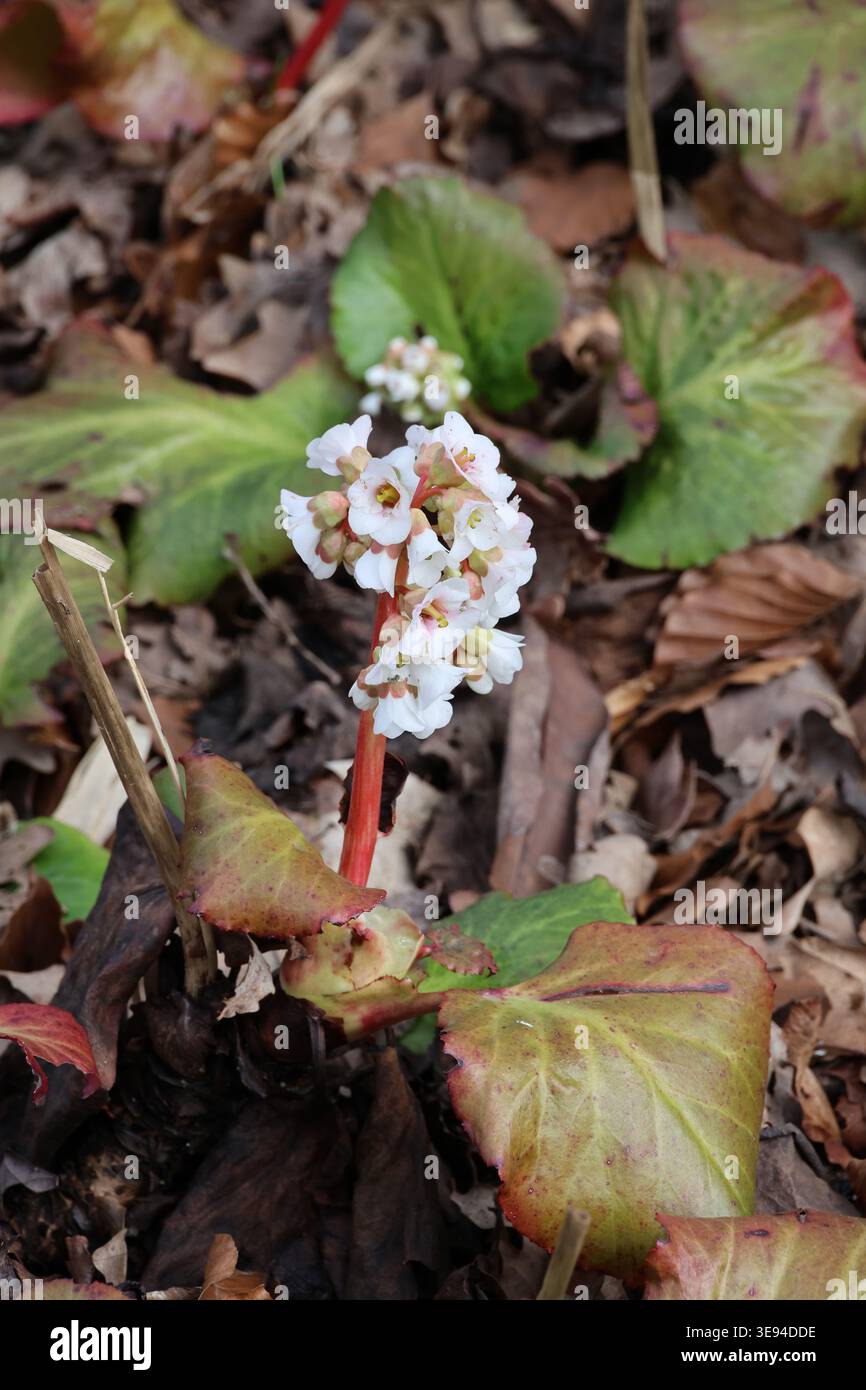 Bergenia cordifolia 'Jelle'. Primo piano delle orecchie di elefante bianco rosa in primavera. Foto Stock