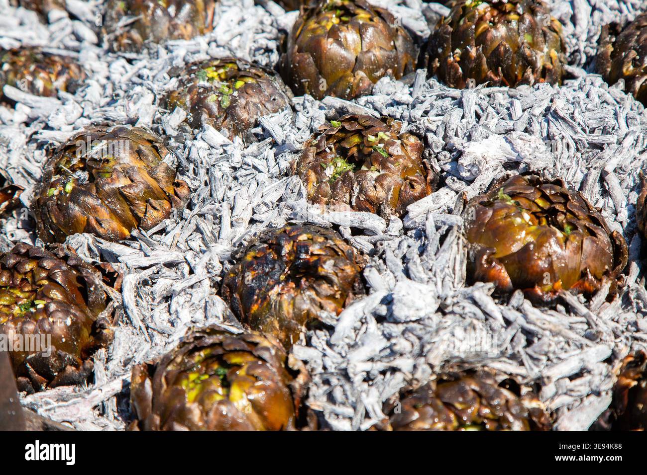 Raccolte e allestite di mazzi di carciofi trattati con ceneri in file ordinate per il trasporto o la vendita commerciale Foto Stock