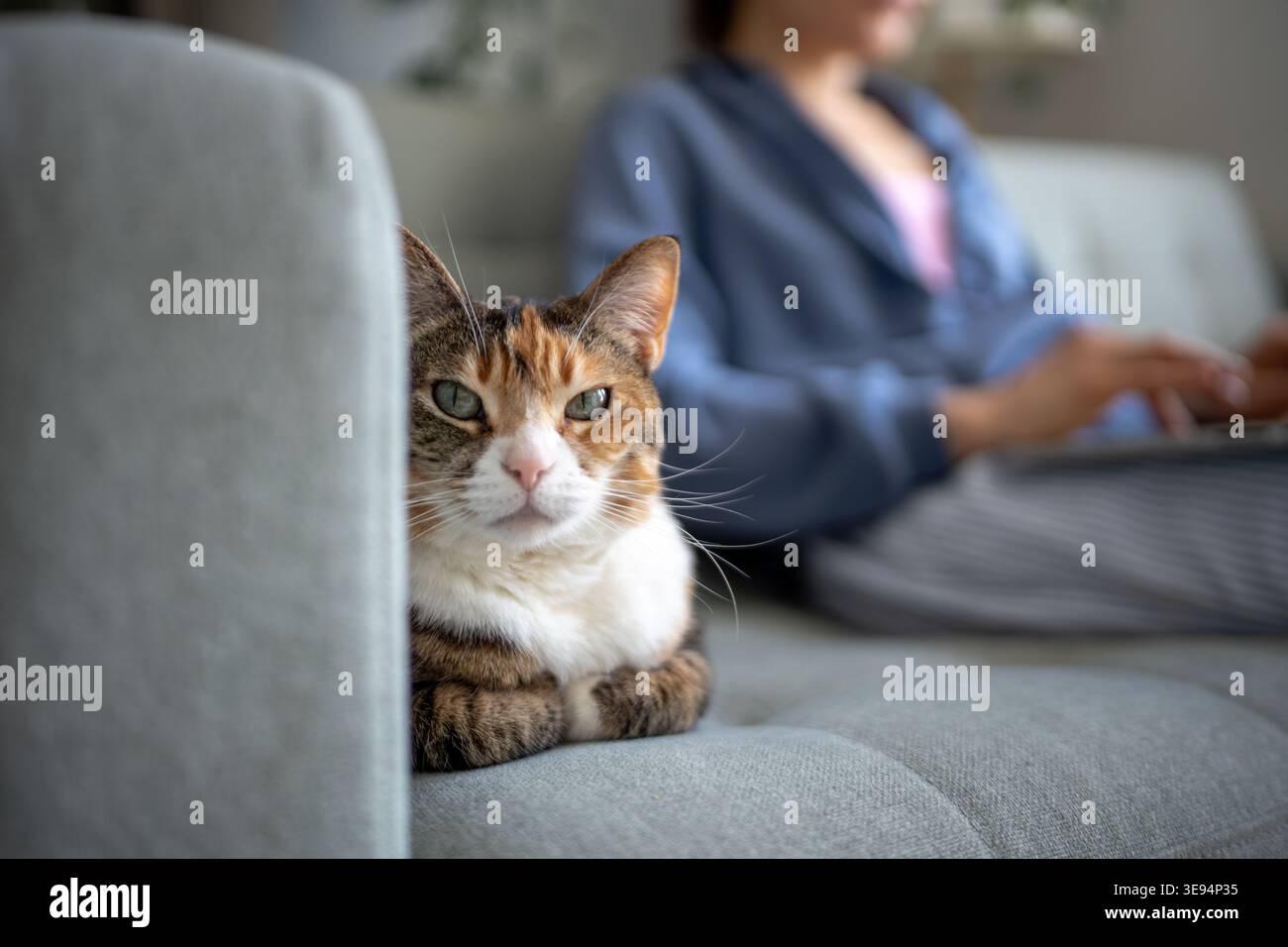 Gatto calmo disteso sul divano in posa di pane riposa comodamente e osserva l'ambiente circostante, il proprietario di animali domestici lavora su un computer portatile sullo sfondo. Equilibrio tra riposo e W. Foto Stock