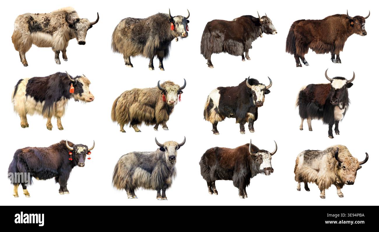 Yak o dzo, dodici yak diversi isolati su sfondo bianco, in latino Bos mutus grunniens Foto Stock