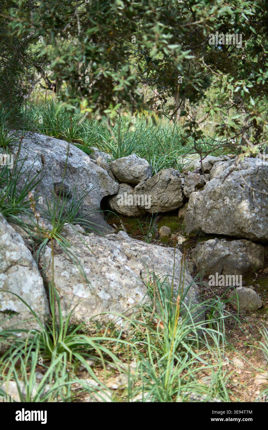 Formazioni calcaree naturali e pareti in pietra secca annidate in un bosco mediterraneo. Lussureggianti erbe selvatiche e vegetazione boschiva circondano aspre Foto Stock