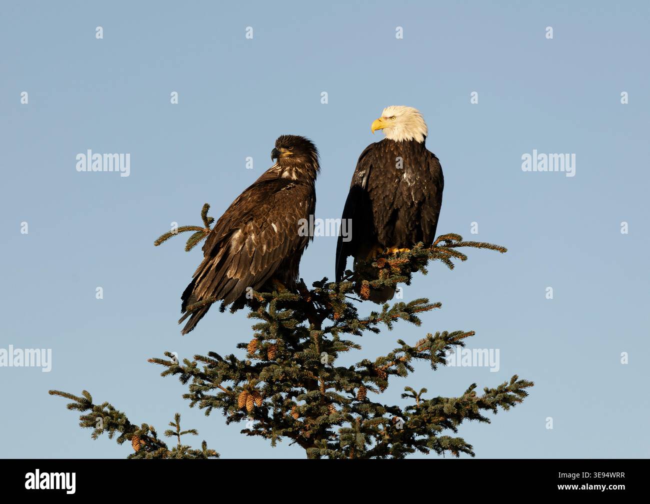 Aquile calve per adulti e bambini arroccate su Fir Tree in Alaska Foto Stock