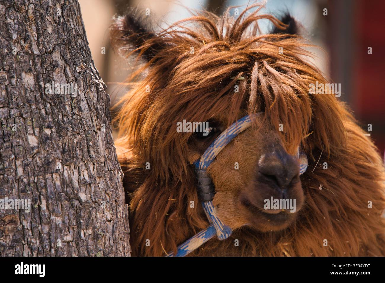 llama, Lama glama, guarda la telecamera Foto Stock