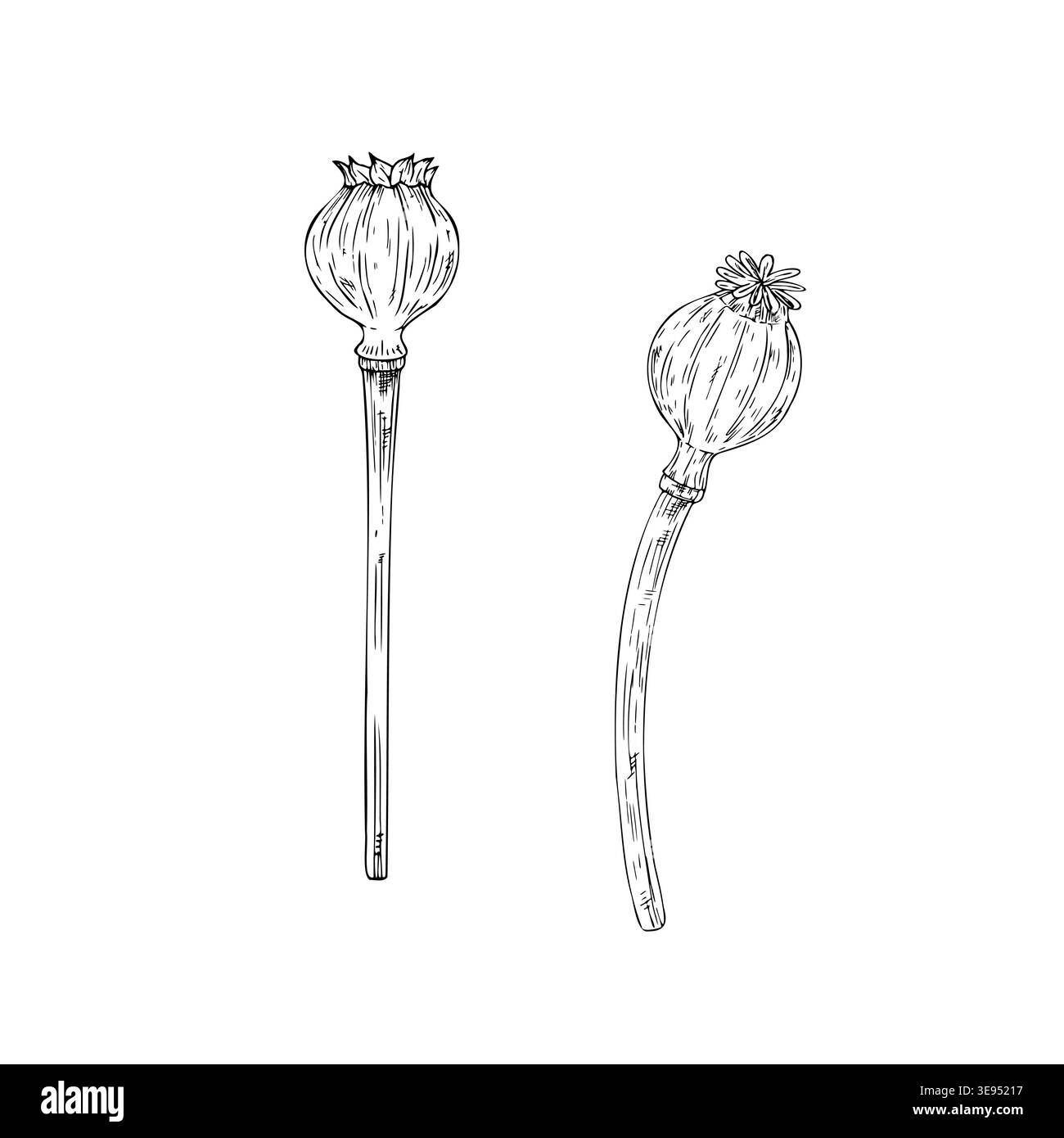Teste di papavero secche vettoriali, illustrazione grafica disegnata a mano isolata. natale botanico, inverno e clipart di nozze. Per designer, inviti Illustrazione Vettoriale