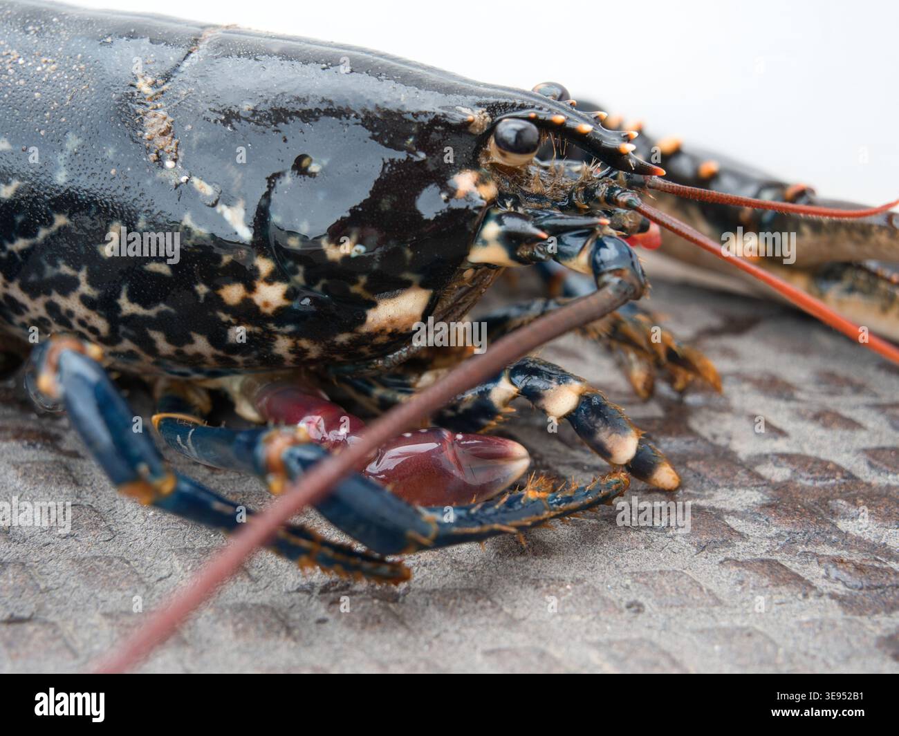Primo piano estremo di un'aragosta europea viva (Homarus gammarus) che mostra i dettagli del guscio e delle antenne. e un artiglio in crescita Foto Stock