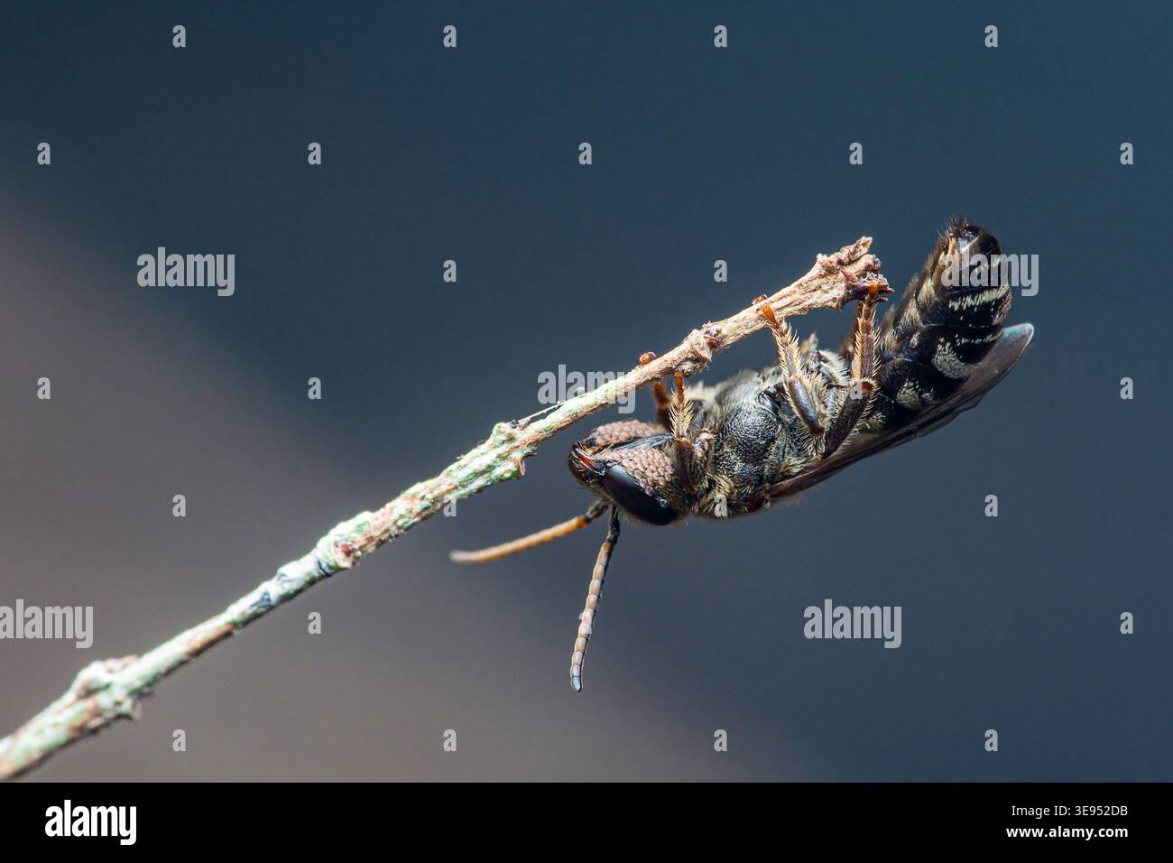 Ape cucù aggrappata a testa in giù a un ramoscello sottile, dormendo in un macro dettagliato con nitide caratteristiche di insetti e morbido sfondo bokeh. Fotografia, nessun genere Foto Stock